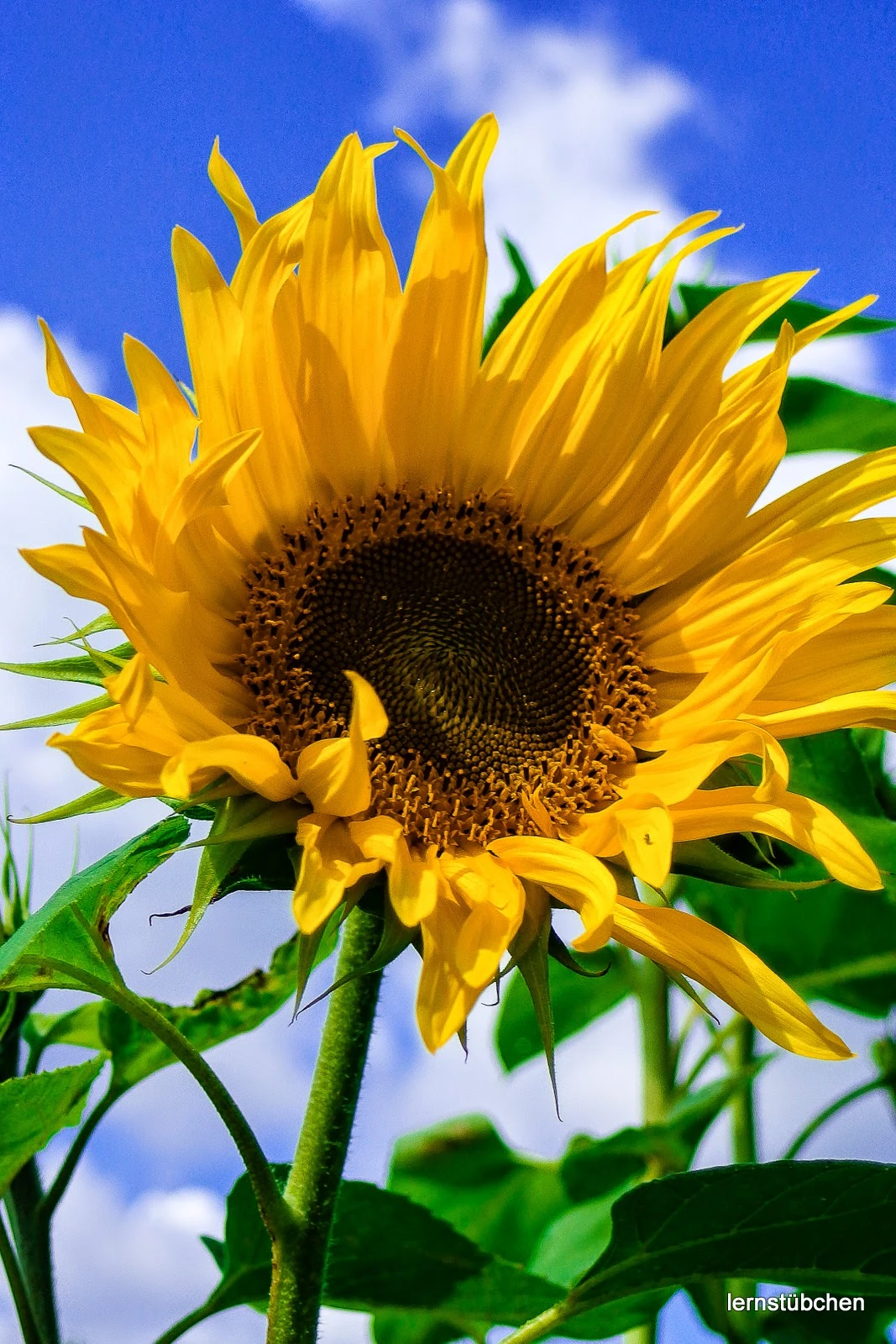 Sonnenblume.jpeg